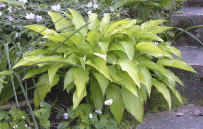 Hosta_Chinese_SunriseRimg0349.JPG