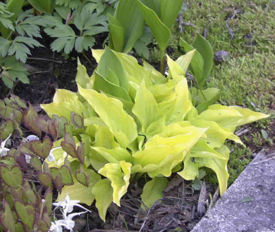 Hosta_Hydon_SunsetRimg0348.JPG
