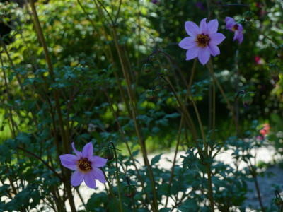 Dahlia_merkii.jpg