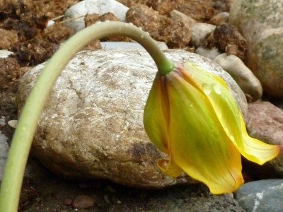 P1020009_Weinbergtulpe_3.jpg