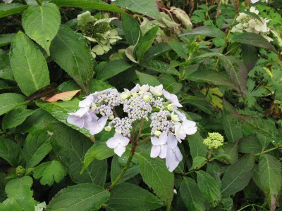 Hydrangea_serrata_Blue_Deckle_Herbst_Gartenpur.jpg