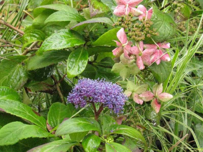 Hydrangea_serrata_Kurohime_Gartenpur.jpg