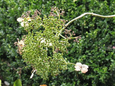 Hydrangea_aspera_Elegant_White_Gartenpur.jpg