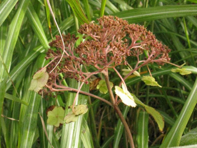 Hydrangea_aspera_Kawakamii_Group_Gartenpur.jpg