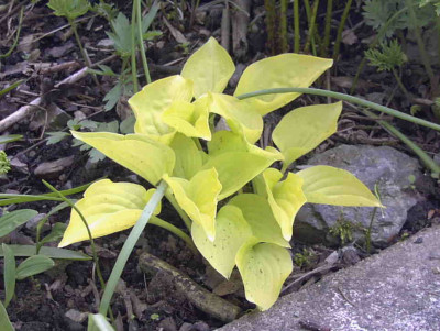 Hosta_Alaska_GoldRimg0319.JPG