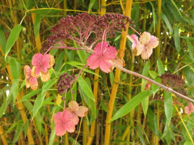 Hydrangea_aspera_Villosa_Group_Gartenpur.jpg