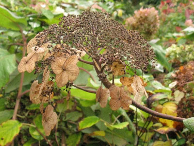 Hydrangea_aspera_Macrophylla_Gartenpur.jpg