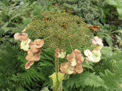 Hydrangea_aspera_subsp_sargentiana_Gartenpur.jpg