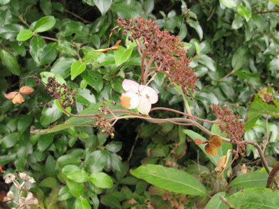 Hydrangea_aspera_subsp._strigosa_Gartenpur.jpg
