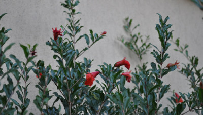 Blueten_0011__1011.jpg