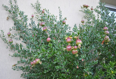 Granatapfel_0011__1008.jpg
