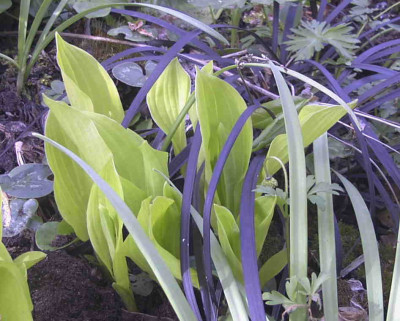 Hosta_BlackfootRimg0312.JPG