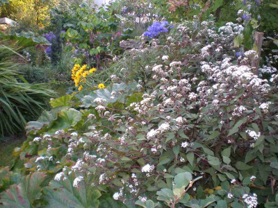 GP_Eupatorium_rugosum_Chocolate_2011e.jpg
