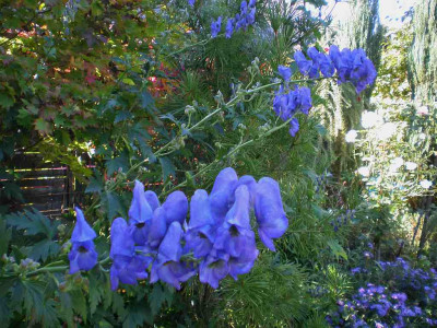 GP_Aconitum_carmichaelii_Arendsii_2011e.jpg