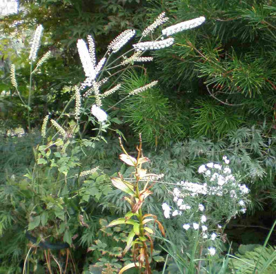 GP_Actaea_simplex_White_Pearl_2011e.jpg