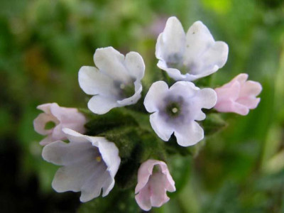 Pulmonaria_Mrs._Kittle_Blute.jpg