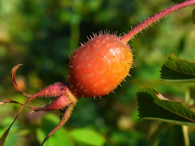 Cerise_Bouget_Sa.0801_RIMG1002.JPG
