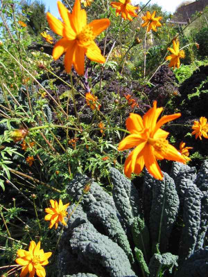 Cosmos_mit_Kohl_111009.jpg