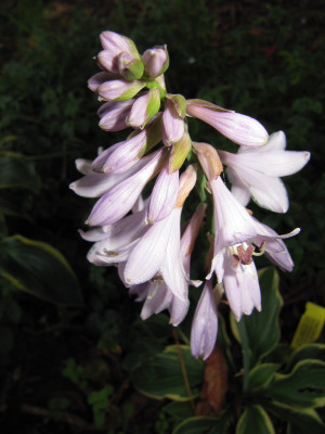Hosta_Wide_Brim_111009.jpg