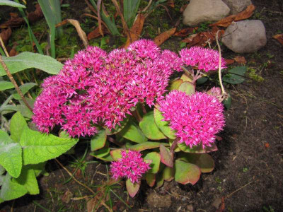 Sedum_Class_Act_111009.jpg