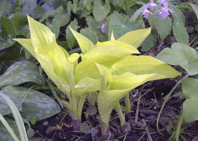 Hosta_Dresdner_GoldRimg0311.JPG