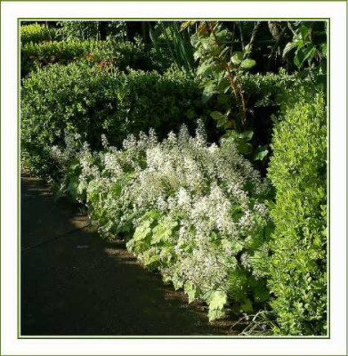 Tiarella_-_Lichtblick_im_Buchszickzack_10-05-05.jpg