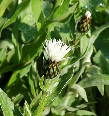 Bergflockenblume_10-05-05.jpg