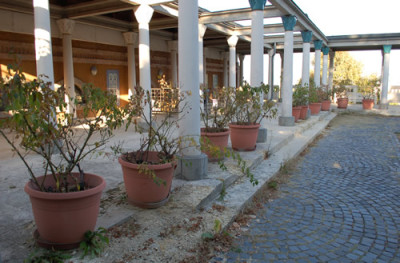 Rosen_in_Toepfen_0011__7347.jpg