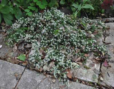 Aster_0011__1695.jpg