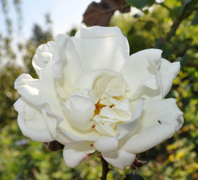 weiss_0011__1066.jpg