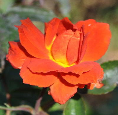 orange_0011__1071.jpg