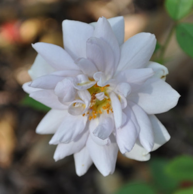 weiss2_0011__1073.jpg