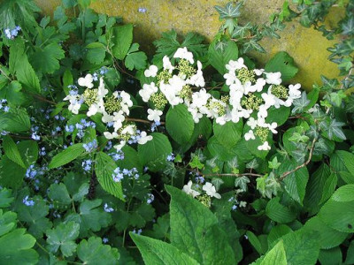 Viburnum_plicatum_Mariesii_Hortu.jpg