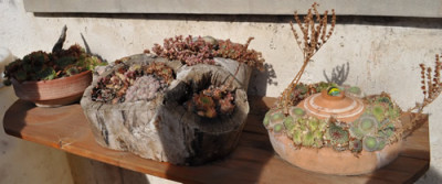 Sedum_0011_1081.jpg