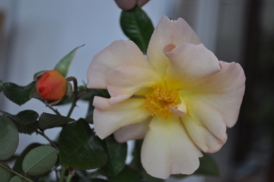 Herzog_Franz_Rose__1530_400x266.jpg