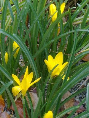 Sternbergia_Jena_800x800_80KB.jpg