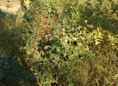 Salmonea_0011__6500.jpg