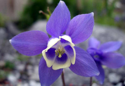 Aquilegia_akitensis_Kurilensis_2005-05-16.JPG