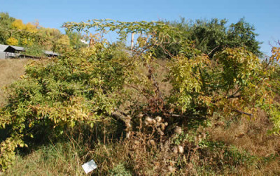 Strauch_0011__6560.jpg