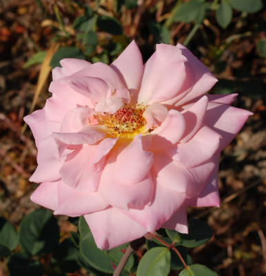Mondial_Pink_0011__7205.jpg