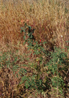 Colour_Wonder_0011__7248.jpg
