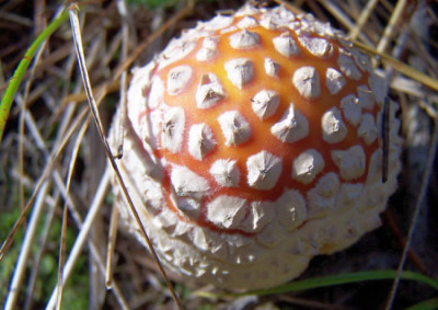 100_4037.JPG