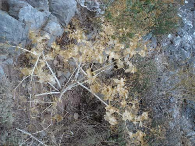kreta.unbek.staude2.jpg