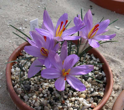 comp_Crocus_oreocreticus_13.10.11.jpg