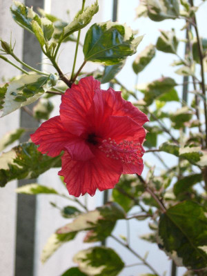 Hibiscus_rs_Cooperii_800x800_80KB.jpg