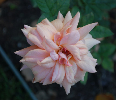 Poszoni_0011_7620.jpg