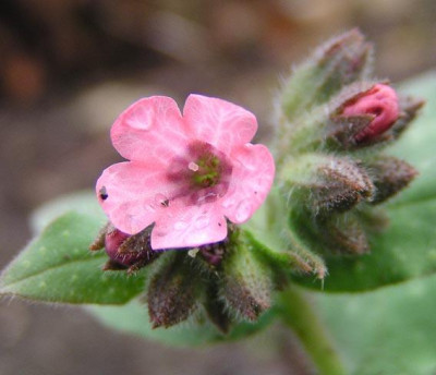 P.rubra.ann.jpg