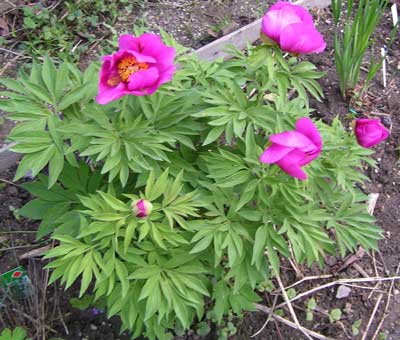Paeonia_broteroi5.jpg