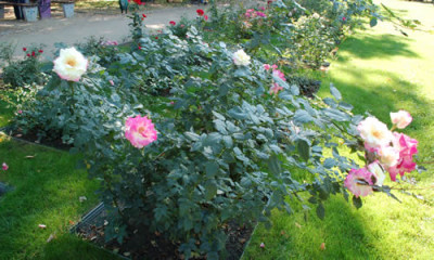 Mami_0011__7569.jpg