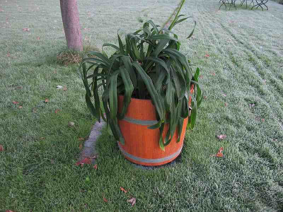 Agapanthus__im_Eis_ue.jpg